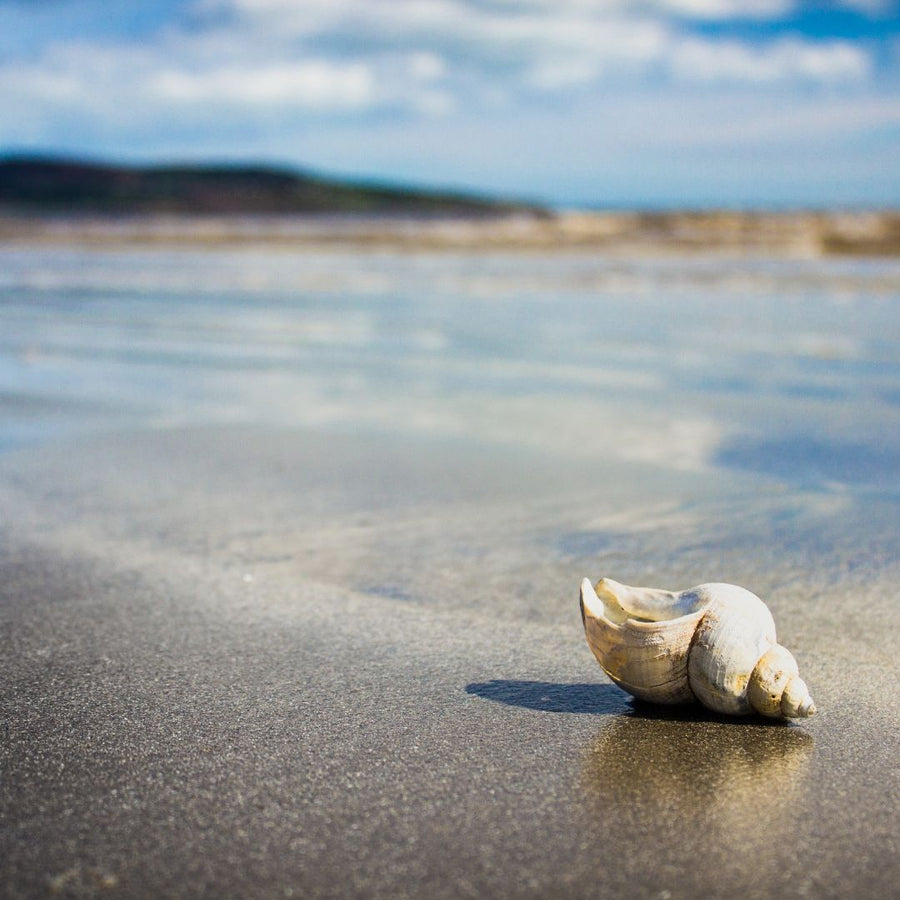 Loss and Grief - a shell on the beach